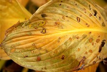 Natural Autumn Hosta Leaf Background, Yellow, Demaged Funkia Autumnal Leaves For Background, Closeup.