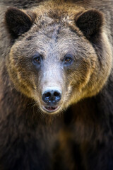 Wall Mural - portrait wild brown bear in the autumn forest. animal in natural habitat. wildlife scene