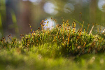 Wall Mural - Flowered grass in the moss on a forest glade. The background is nice bokeh.