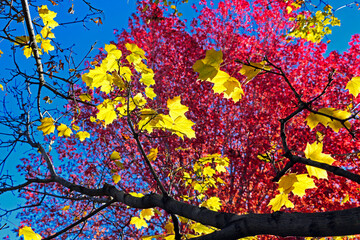 Canvas Print - bright yellow and red leaves herald the changing of the seasons