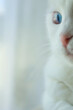 White scottish fold kitten with blue eyes in natural window light