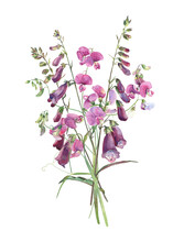 Watercolor Bouquet Wild Flowers Foxglove And Pink Flowers