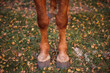 Two horse hooves of red color on a background of autumn grass