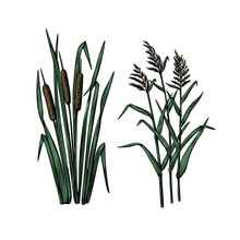Black Reeds Sketch Set In Vintage Style. Vector Retro Illustration Element. Spring Floral Nature Background Vector.