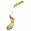 Nepenthes, genus of carnivorous plants. Monkey cups exotic liana rainforest plant. Nepentes with open trap and green leaf isolated on white background. 
