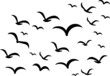 Silhouettes of groups of birds on white. Vector