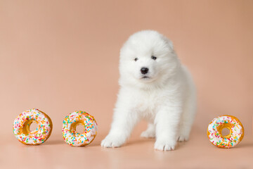 Wall Mural - samoyed puppy dog on beige background with sweet donuts