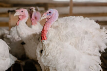 Turkey Bird At The Poultry Farm. White Young Turkeys