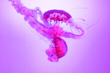 Pink Jellyfish Swimming Underwater