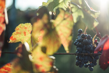 Canvas Print - Scenic view of fresh grapes in a vineyard on a blurred background