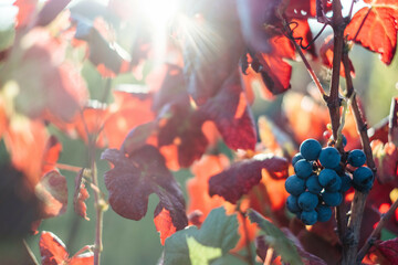 Canvas Print - Scenic view of fresh grapes in a vineyard on a blurred background