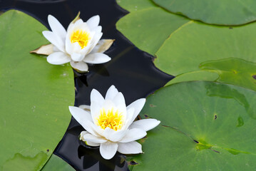 Two white water lily floating on a blue water. close up