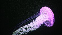 Amazing Pink Jellyfish Swimming Process Details, Shot Of Swimming Underwater On Dark Background. Charming Nature, Glowing Medusa With Long Tentacles. Calming Beautiful Footage.