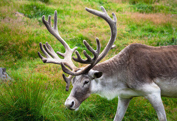 woodland caribou in a nature preserve