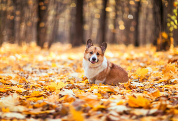 Sticker -  cute corgi dog puppy is sitting in an autumn park among bright fallen golden leaves