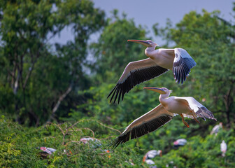 Canvas Print - Beautiful lovely large Pelican water birds flying in nature on a sunny day