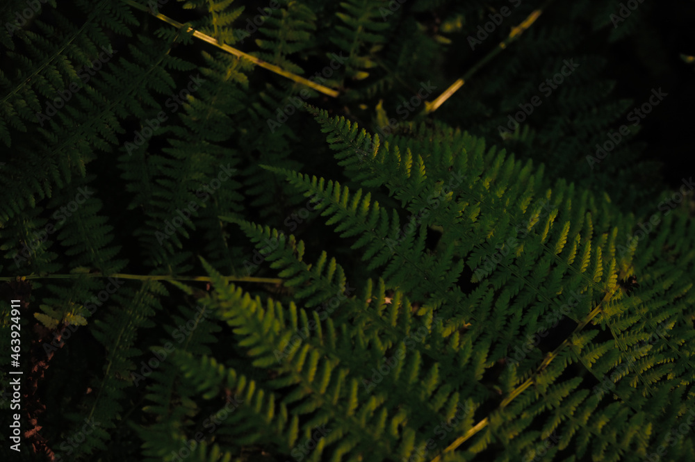 Stock-Foto farn, pflanze, natur, Blatt, Wald, waldboden, close up, herbst,  farben, regenwald, grn, hell, dunkel, panorama, hochformat, querformat,  hintergrund, background, text, organic, bio, healthy, abenteuer | Adobe  Stock