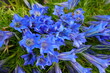 Gentiana sino-ornata, the showy Chinese gentian, is a species of flowering plant in the family Gentianaceae, native to western China and Tibet.