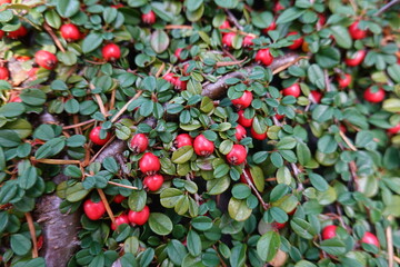 Wall Mural - Rock cotoneaster shrub (Cotoneaster horizontalis) offers a nice example of a plant with four-season interest.