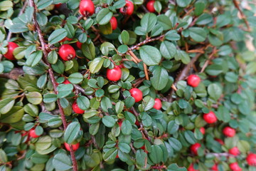 Sticker - Cotoneaster horizontalis is a species of flowering plant in the genus Cotoneaster of the family Rosaceae...