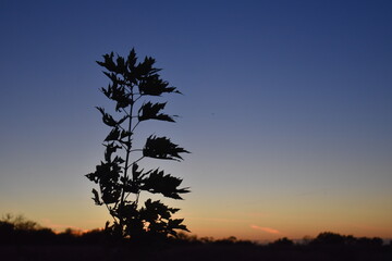 Wall Mural - Sunset Tree