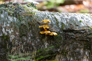 Poster - Autumn wood-destroying fungi growing on old trunks and stumps