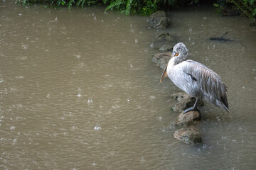 Wall Mural - Great white pelican standing on a rock during raining day