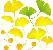 A Set Of Nuts And Ginkgo Leaves That Turn From Green To Yellow In Fall. Botanical Illustration Of A Vector With A Texture Like A Watercolor. Autumn Decorative Elements On Transparency Background.