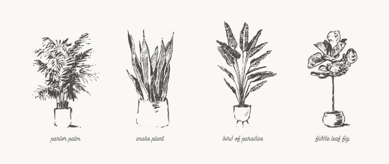 Drawn Home Plants House Greenery pots vector