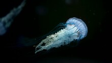 Incredible Footage Of Beautiful West Coast Nettle Jellyfish Reduction Details, Swimming Underwater On Dark Background. Amazing Nature, Medusa With Tentacles.