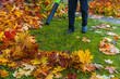 Black blower in male hands with a stream of air blowing off orange and yellow autumn maple leaves while cleaning the lawn