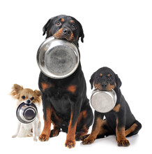 Rottweilers,  Chihuahua And Food Bowl