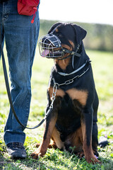 Canvas Print - training of rottweiler