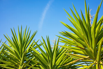 Wall Mural - green palm tree leaves