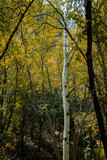 Fototapeta Na ścianę - aspen tree in autumn