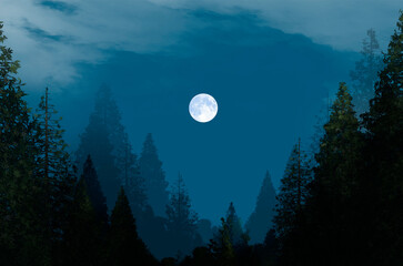 beautiful full moon in blue sky over the forest