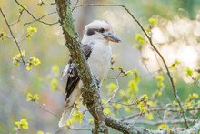 A Kookaburra Sitting On The Branch Of A Tree