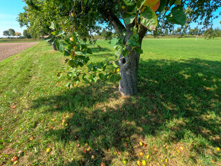 Poster - Landscape of a big tree near the road in the countryside