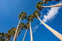 Row Of Palm Trees Against A Blue Sky