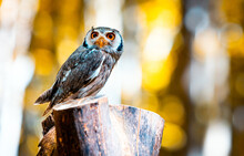 Northern White Faced Owl Ptilopsis Leucotis Sitting On Tree Trunk