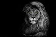 Lion king isolated , Portrait Wildlife animal  , black white