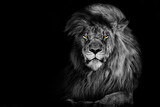 Fototapeta Sawanna - Lion king isolated , Portrait Wildlife animal  , black white