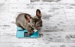 © adrianad - French bulldog on weight scale