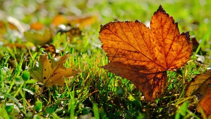 Wall Mural - Autumn leaves in lawn grass close up video at warm autumn sunny day 
