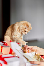 Vet Man In Santa Hat And Cat In Hand Making Greeting Card For New Year And Christmas