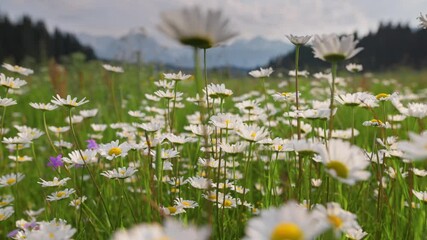 Aufkleber - Alpine field of daisies. Gimbal shot of yellow-white daisies against mountains background. Nature, flowers, spring, biology, fauna, environment, ecosystem