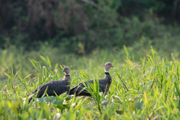 Wall Mural - The southern screamer (Chauna torquata)