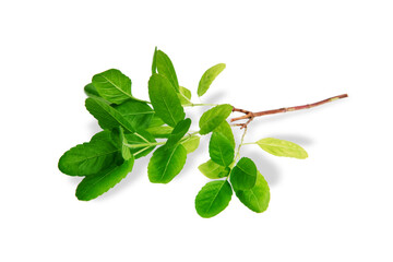 Basil leaves and twig (Ocimum tenuiflorum) isolated on white background, Herbs and spices with medicinal properties, Organic vegetables spicy and Plant aromatic pungent smell, Healthy food concept.