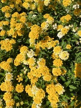 Yellow Lantana Flower In Nature Garden