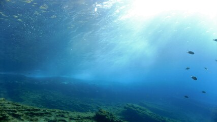Wall Mural - Underwater photo of sunlight in the ocean. From a scuba dive at the Canary islands in the Atlantic ocean - Spain.